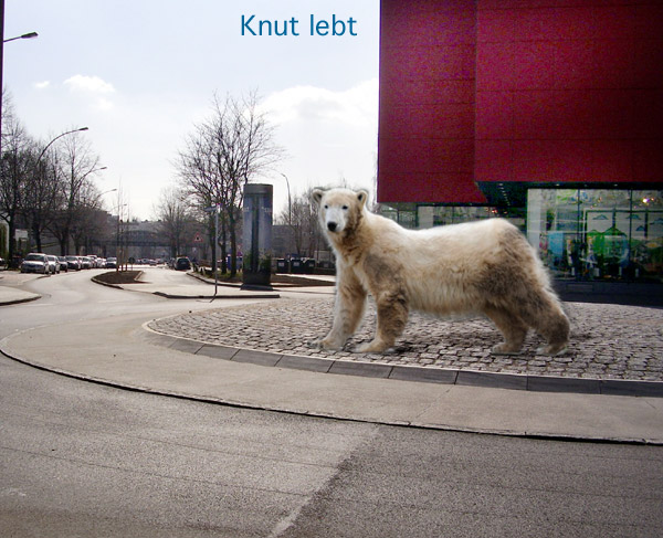 Knut in Barmbek