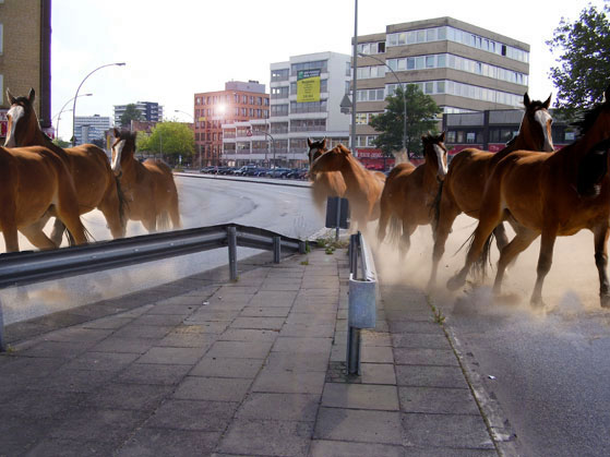 Pferdeherde in Barmbek